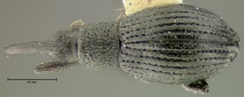 Media type: image;   Entomology 25119 Aspect: habitus dorsal view